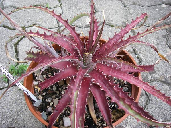Hechtia stenophylla 019 bis.jpg