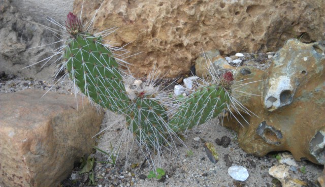 IMAG0152.jpg