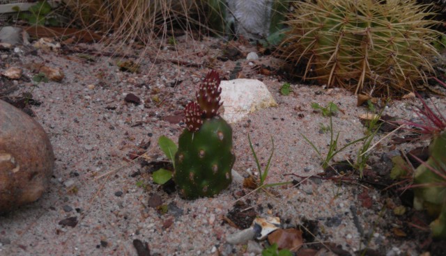 IMAG0153.jpg