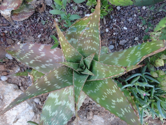 DSC02452 (580x435).jpg