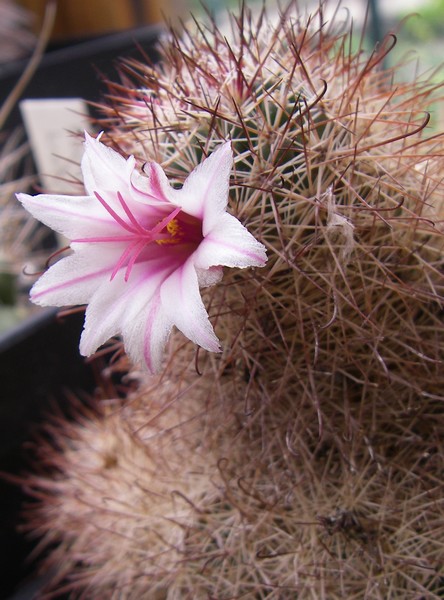 Mammillaria fraileana SB1247  1999 012 bis.jpg