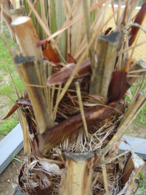 fin mai 2012 005.jpg