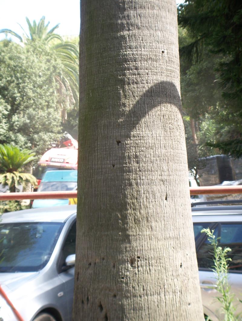 detail_stipe_wash_naples_resized.jpg