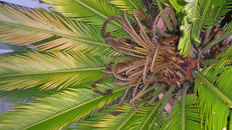 DSC_0178.resized.JPG