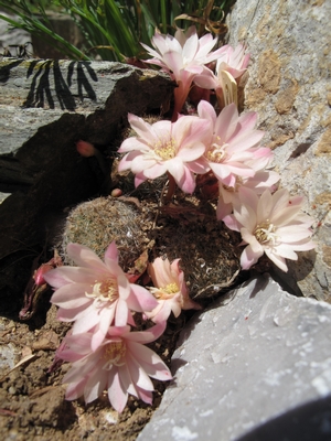 Rebutia albiflora.jpg