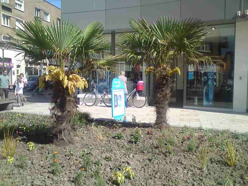 Trachycarpus Fortunei planté par la ville de Dunkerque, il y deux saisons.