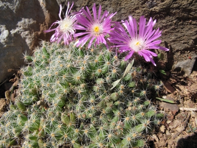 Trichodiadema densum.jpg