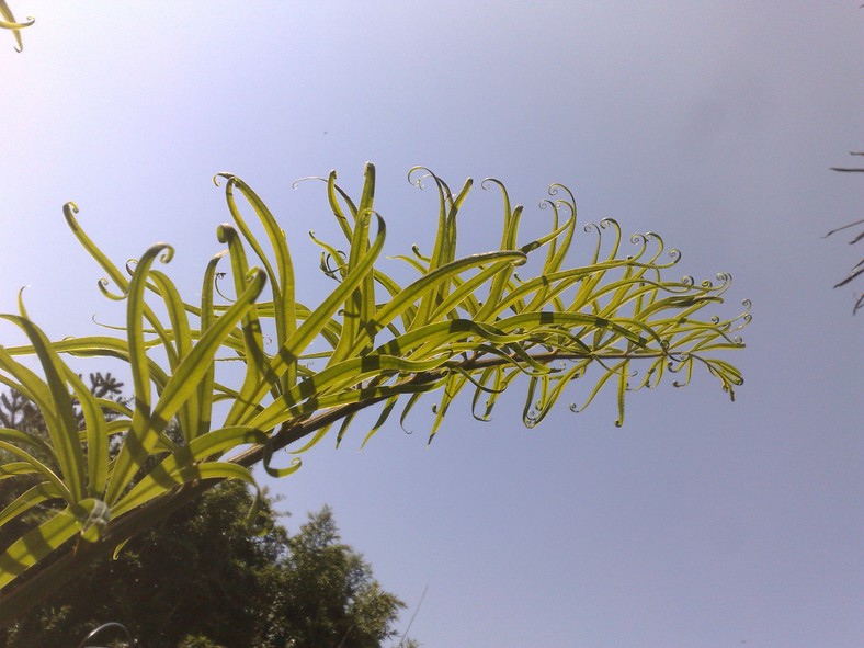 Multifrondis 3.jpg