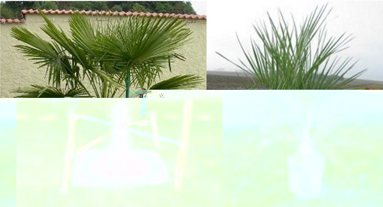 Le trachycarpus a un stipe de 95 cm et fait 2 mètres. Protégé des vents du nord par haie de thuyas et vent d'est par un mur. Aucune idée sur son age!<br />Le butia a un stipe de 15 cm et fait 1 bon mètre. Aucune idée sur son age!