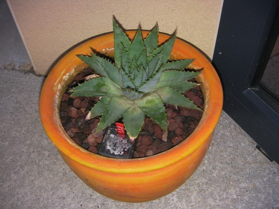j'en ai gardé une en pot que je rentrerai pour les périodes plus froides..