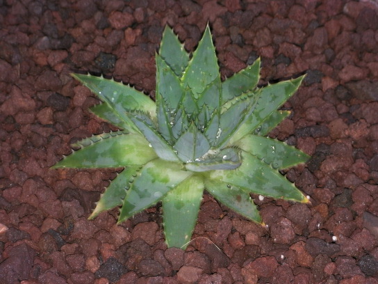 SANY0012_redimensionner_redimensionner.JPG
