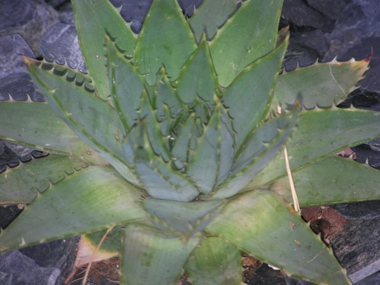 SANY0008_redimensionner_redimensionner.JPG