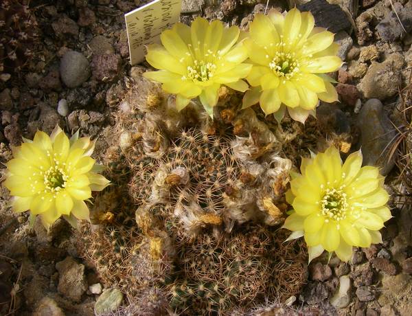Lobivia tiegeliana v ruberrima WR084a (Tarija, ARG) 007 bis.jpg