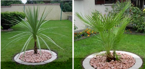 La cordyline Ã   un stipe de 35 cm et mesure au total 1.10 mètre. Non protégé des vents! Aucune idée sur son age!<br />Le chamaerops Ã   un stipe de 15 cm et fait 80 cm au total. Protégé du vent du nord par la maison. Aucune idée sur son age!