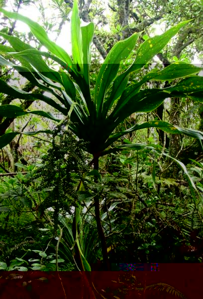 Cordyline mauritiana