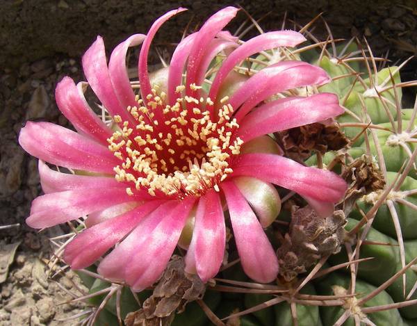 Gymnocalcyium carminanthum 004 bis.jpg