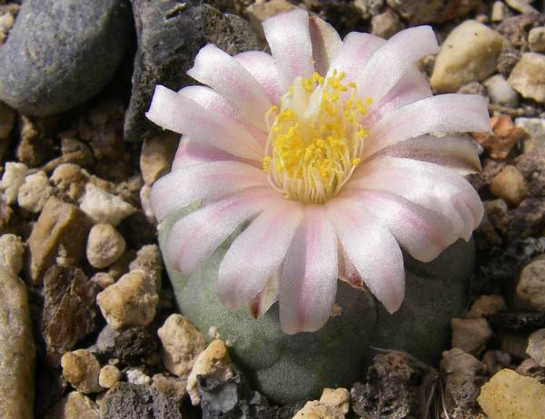 lophophora williamsii v koehresi 005 bis.jpg