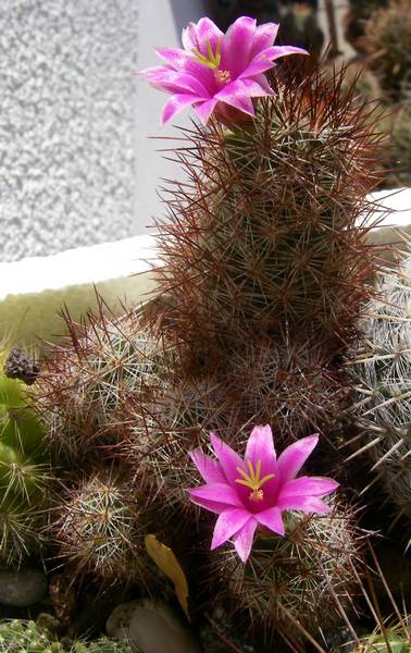 Mammillaria sheldonii 009 bis.jpg