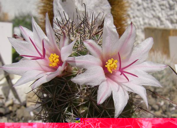 Cochemia pondii 010 bis.jpg