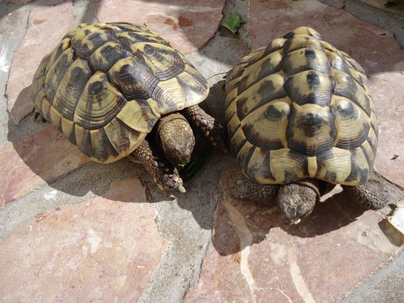 DSC00647 Les Tortues de Joël (testudo hermanii ).jpg