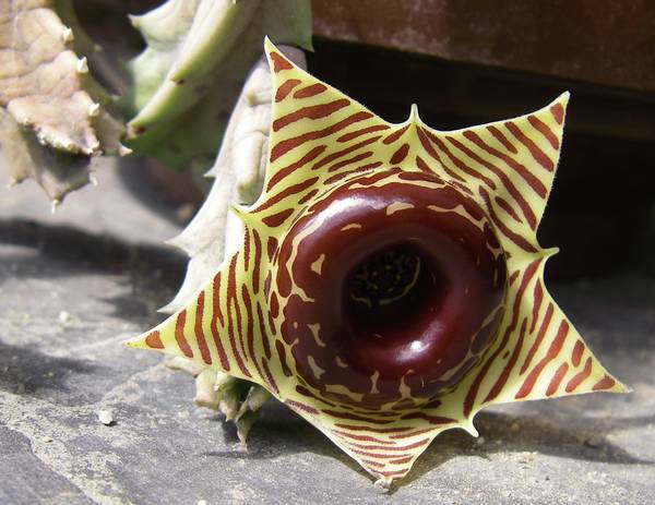 Orbea zebrina 007 bis.jpg