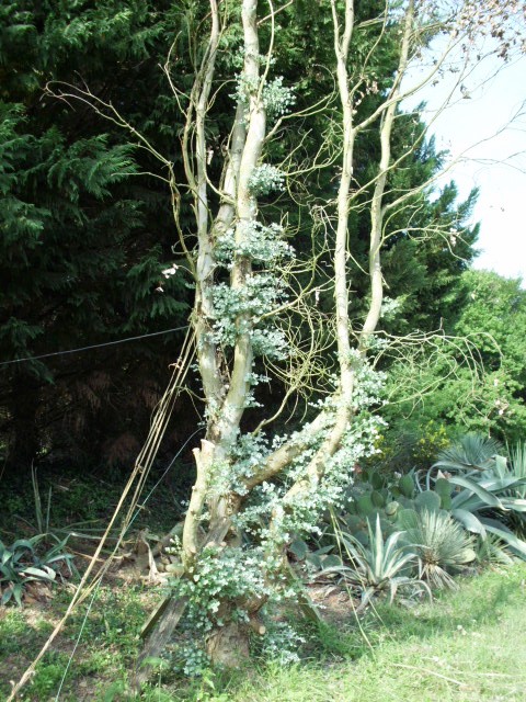 HPIM0773.JPG
