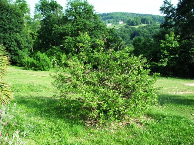 HPIM0780.JPG