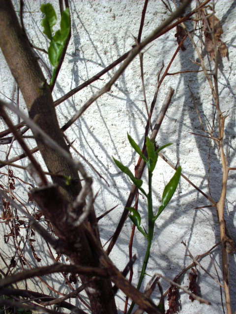 HPIM0782.JPG