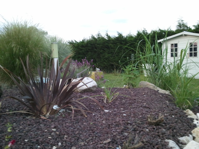 Phormium tenax Atro rotundifolia 290512.jpg