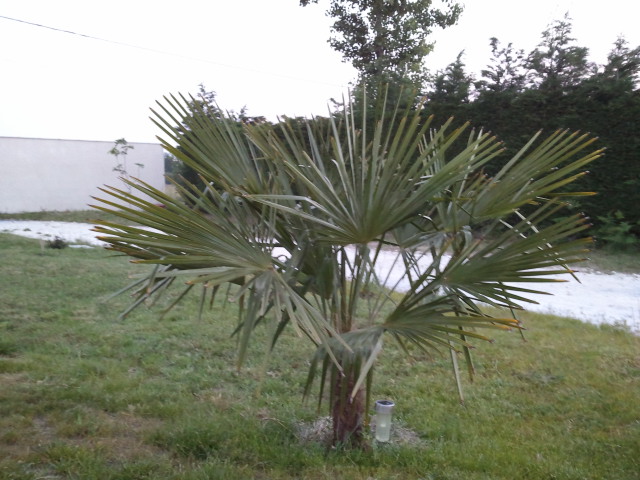 trachycarpus fortunei sud 290512.jpg