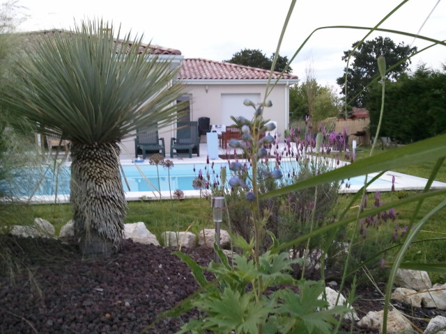 yucca rostrata 290512.jpg