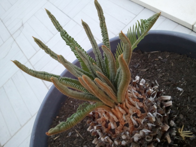 cyca revoluta 290512 2.jpg