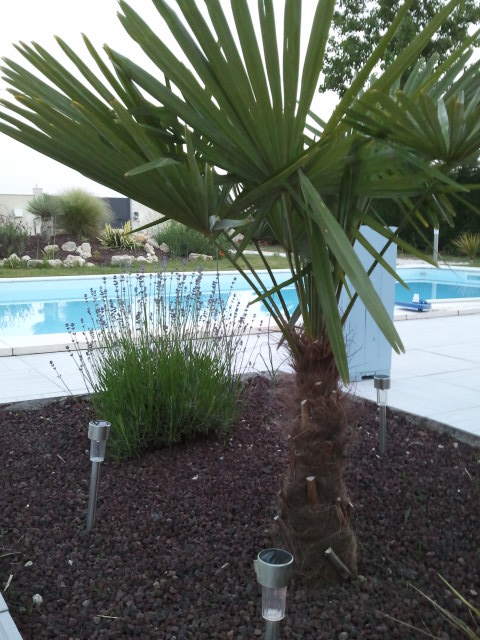 trachycarpus fortunei 290512.jpg