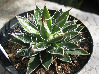 agave filifera ssp schidigera JLB (1) [380x340].JPG