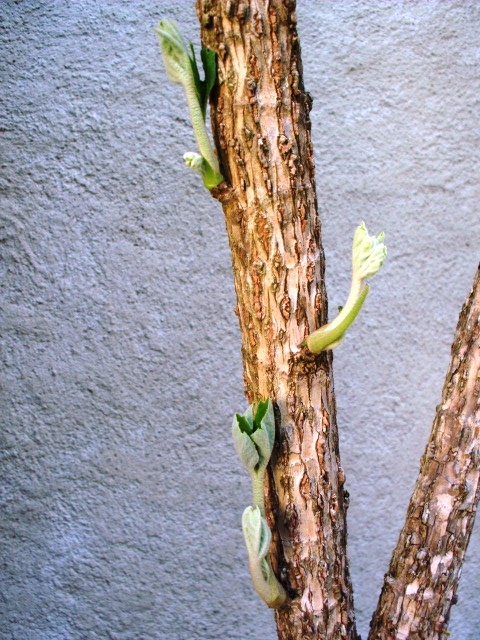 HPIM0784.JPG
