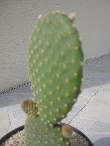IMG_2708.JPG