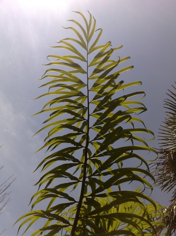 multifrondis 5.jpg