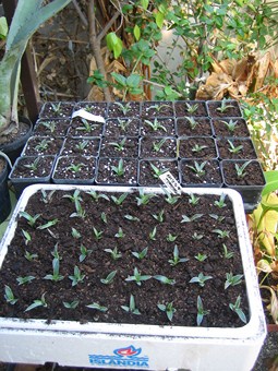 agave polianthiflora  (4) [380x340].JPG