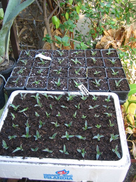 agave polianthiflora  (4) [640x620].JPG