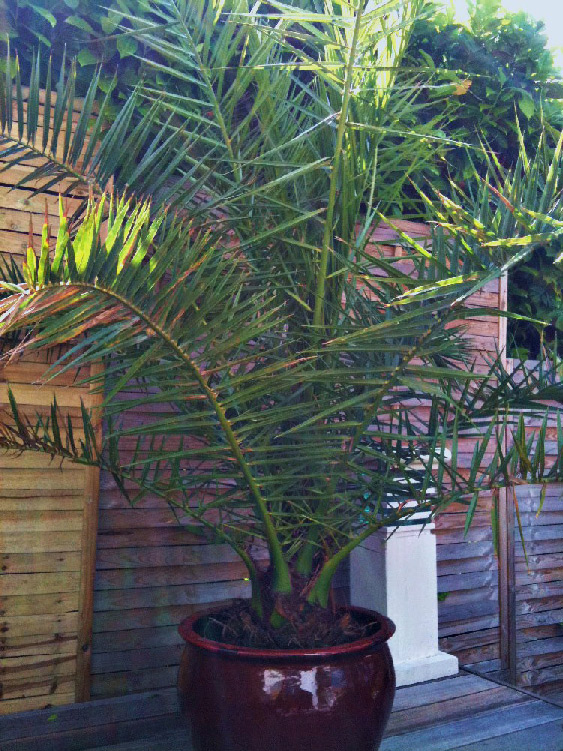 1 de mes phoenix canariensis