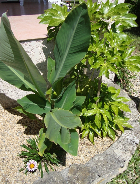 Musella et fatsia.JPG