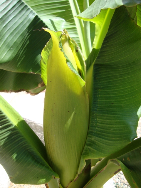 Fleur de Musa.JPG