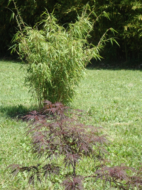 Acer et bambou.JPG