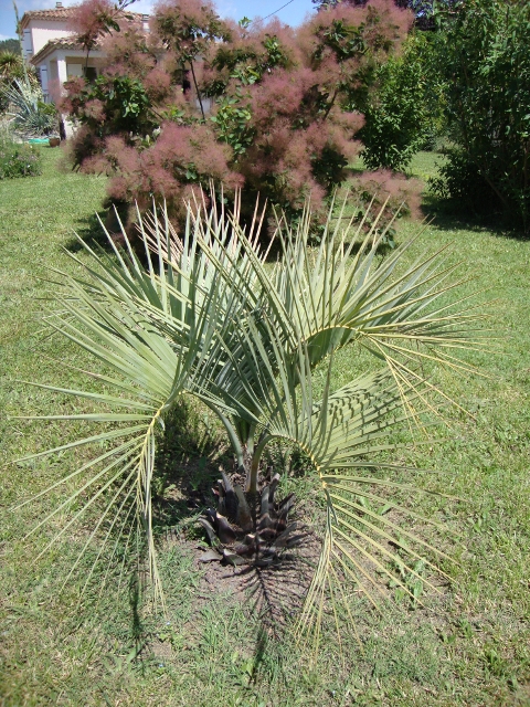 Butia et cotinus.JPG