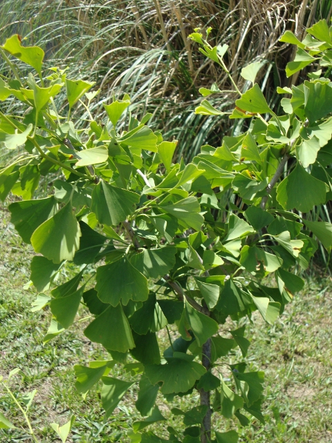 Gingko.JPG