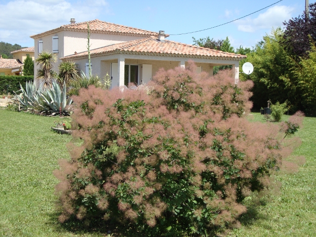 Un autre cotinus.JPG