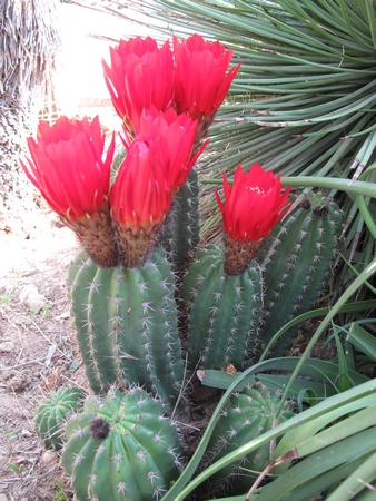 Echinopsis grandiflora.jpg