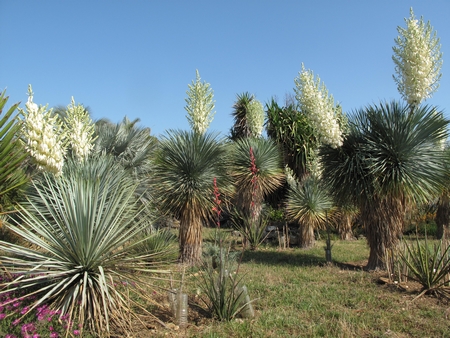 Fleurs de Y.rostrata prêtes à être pollinisées.jpg