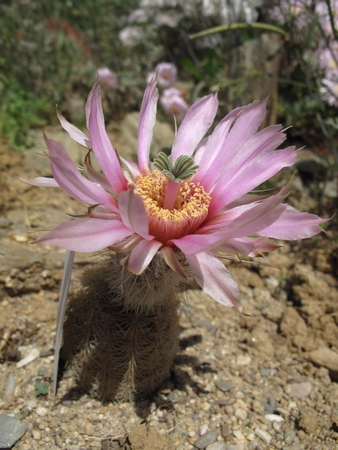 Echinocereus reichenbachii, sp fichtii.jpg