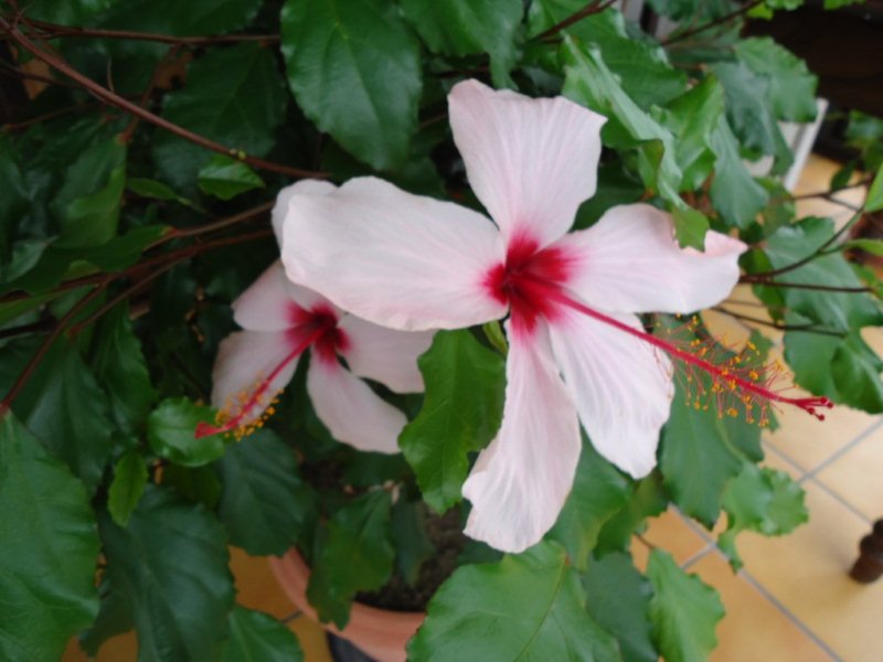 DSC00678 Hibiscus natal.jpg